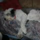 Miracle had urinary incontinence problems only when she slept.