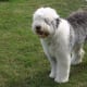 Miracle started to have urinary incontinence when she was only four years old.