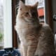 The Siberian is a big cat that puts up with a lot from dogs.