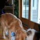 The ragdoll is a great cat around dogs.