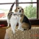 five-dog-breeds-that-like-cats