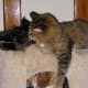 The Maine coon cat does well with dogs.