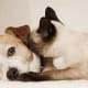 But of course some dog breeds like all cats!