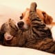 Even scent hounds can like cats.
