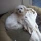 Maltese dogs are so small they can share any space with a cat.