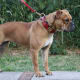 The Leavitt Bulldog or Olde English Bulldogge—a recreation of the extinct Old English Bulldog.