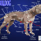 The Leavitt Bulldog