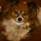 The Papillon who owns me.