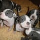 American Staffordshire Terrier puppies
