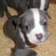 American Staffordshire Terriers aka pit bull puppies