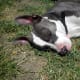 Roxie and Stunna, American Staffordshire Terriers aka pit bull dogs (blue-nose)