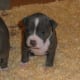 American Staffordshire Terriers aka pit bull puppies