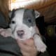 American Staffordshire Terriers aka pit bull puppies