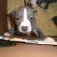 American Staffordshire Terriers aka pit bull puppies