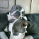 Roxie and Stunna, American Staffordshire Terriers aka pit bull dogs (blue-nose)