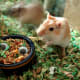 Don't overlook rodents because of their tails; they are cleaner than cats!
