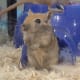 Gerbils are sociable rodents and urinate less than other small pets!
