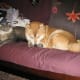 Shiba Inu do well with cats.