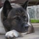 An older Akita looking powerful.