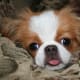 The Chin is one of the best Japanese dog breeds.