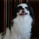 The Japanese Chin is great for apartments too.