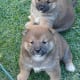 Shiba Inu puppies.