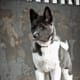 A young Akita looking alert.