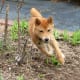 Shiba Inu are small but appreciate getting out.