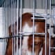 No dog deserves this treatment.
