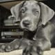 Great Danes die too young.