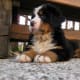 A Bernese Mountain Dog as a puppy.