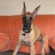 Great Dane puppy.