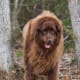 A brown Newfie weighing over 200 pounds.