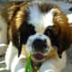 A St. Bernard puppy.