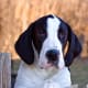 Most Great Dane puppies will not last ten years.