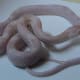 Baby opal corn snake