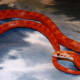 Baby blood red corn snake. I bought and sold this snake.