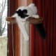 half-breed-maine-coons
