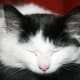Dippy as a Kitten.