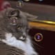 half-breed-maine-coons