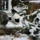 Greebo and his sister Dippy exploring a Christmas step in the snow.
