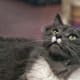 half-breed-maine-coons