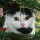 Dippy in our Christmas Tree.
