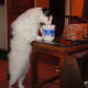 Dippy drinking milk.