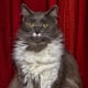 Greebo, who takes after his Maine Coon father.