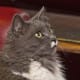 half-breed-maine-coons
