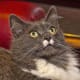 half-breed-maine-coons