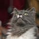half-breed-maine-coons