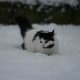 Dippy explores the snow.