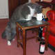 Greebo drinking milk.